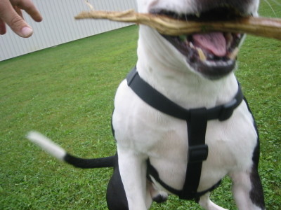 JAWS OF DEATH